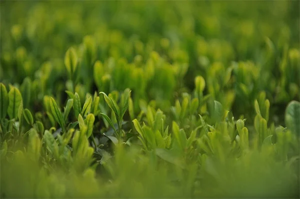 休眠油で果樹の冬の害虫対策！実は知っておくべき3つのメリット