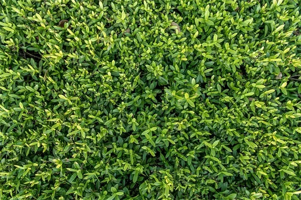 庭に月門（ムーンゲート）を作る方法：DIYから風水効果まで