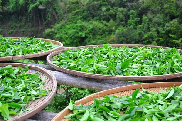 庭師が教える、もう二度と育てない植物6選 ～私の苦い失敗談～